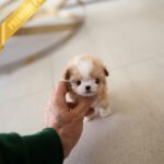 GUCCI - FEMALE (PURCHASED by BRITTANY)