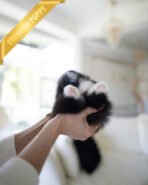 THOR - MALE (PURCHASED by GERARD) - Image 6