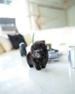 STERLING - MALE (PURCHASED by KIM) - Image 5