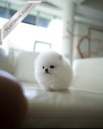 PUFF - FEMALE (PURCHASED by PETER) - Image 3