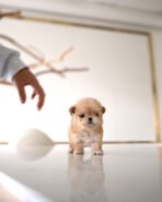 EWAN - MALE (PURCHASED by LAURA) - Image 4