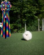 TAYLOR - MALE (PURCHASED by ZONG) - Image 4