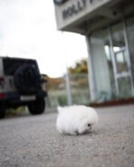 ASPEN - MALE (PURCHASED by AHMED) - Image 4