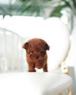 SIMON - MALE (PURCHASED by ELISA)