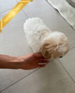 MOLLY - FEMALE (PURCHASED by TINA) - Image 4