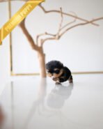 GIZMO - MALE (PURCHASED by JUAN) - Image 5