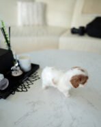 ALFIE - MALE (PURCHASED by JAMEEL) - Image 5