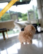 BELLA - FEMALE (PURCHASED by TRENTON) - Image 4