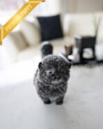 SIMON - MALE (PURCHASED by THE MILLERS) - Image 2