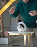 BOO - MALE (PURCHASED by BOO) - Image 5