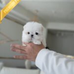 MOLLY - FEMALE (PURCHASED by KANG)