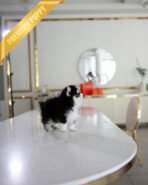 KODA - MALE (PURCHASED by SACHI)