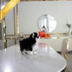 KODA - MALE (PURCHASED by SACHI)