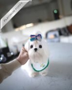 BENTLEY - MALE (PURCHASED by SIMONA) - Image 5