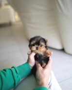 JAKE - MALE (PURCHASED by YUKI)