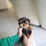 JAKE - MALE (PURCHASED by YUKI)