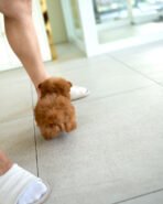 SIMON - MALE (PURCHASED by DEIDRA) - Image 4