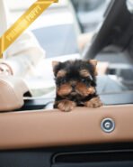 STELLA - FEMALE (PURCHASED by DANA)