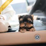 STELLA - FEMALE (PURCHASED by DANA)