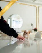 BISCUIT - MALE (PURCHASED by RYAN) - Image 3