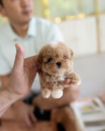 TOBY - MALE (PURCHASED by SHALLON) - Image 2