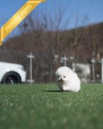 GIGI - FEMALE (PURCHASED by DEREK) - Image 5