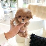 BENJI - MALE (PURCHASED by JINI)