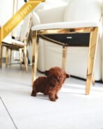 CAMILLE - FEMALE (PURCHASED by  SUSANA) - Image 5