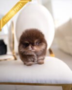 BROWNIE - MALE - Image 3