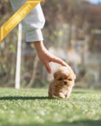 TRUFFLE - MALE (PURCHASED by NIKI) - Image 6