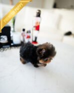 EMMA - FEMALE (PURCHASED by MONICA) - Image 4