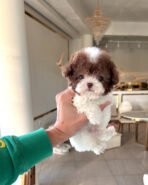 MOCHA - MALE (PURCHASED by AUDREY)