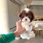 MOCHA - MALE (PURCHASED by AUDREY)