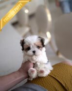 BELLA - FEMALE (PURCHASED by GILDA)