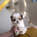 BELLA - FEMALE (PURCHASED by GILDA)