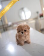 SAMMY - MALE (PURCHASED by NIMESH) - Image 4