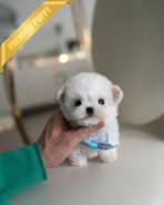 TOBY - MALE (PURCHASED by MARIAN)