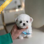 TOBY - MALE (PURCHASED by MARIAN)