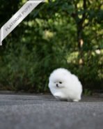 TAYLOR - FEMALE (PURCHASED by IAN) - Image 4