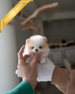 ARTHUR - MALE (PURCHASED by HADASSAH)