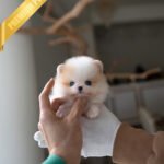 ARTHUR - MALE (PURCHASED by HADASSAH)