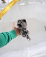 PEBBLES - FEMALE (PURCHASED by MARIA) - Image 5