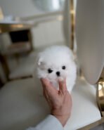 PUFF - FEMALE (PURCHASED by Lee) - Image 2