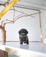 ZELDA - FEMALE (PURCHASED by BAHAR) - Image 4