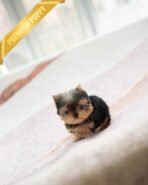 PIPER - MALE (PURCHASED by KELVIN) - Image 3