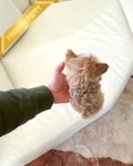 DOLORES - FEMALE (PURCHASED by MELBOURNE) - Image 10