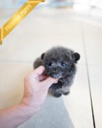 MONTY - MALE (PURCHASED by SARAH) - Image 3