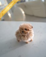 ESME - FEMALE (PURCHASED by GABI) - Image 2