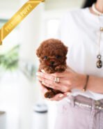 ZIGGY - MALE (PURCHASED by MAKAREM) - Image 3