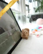 MYLES - MALE (PURCHASED by ROMAN) - Image 4